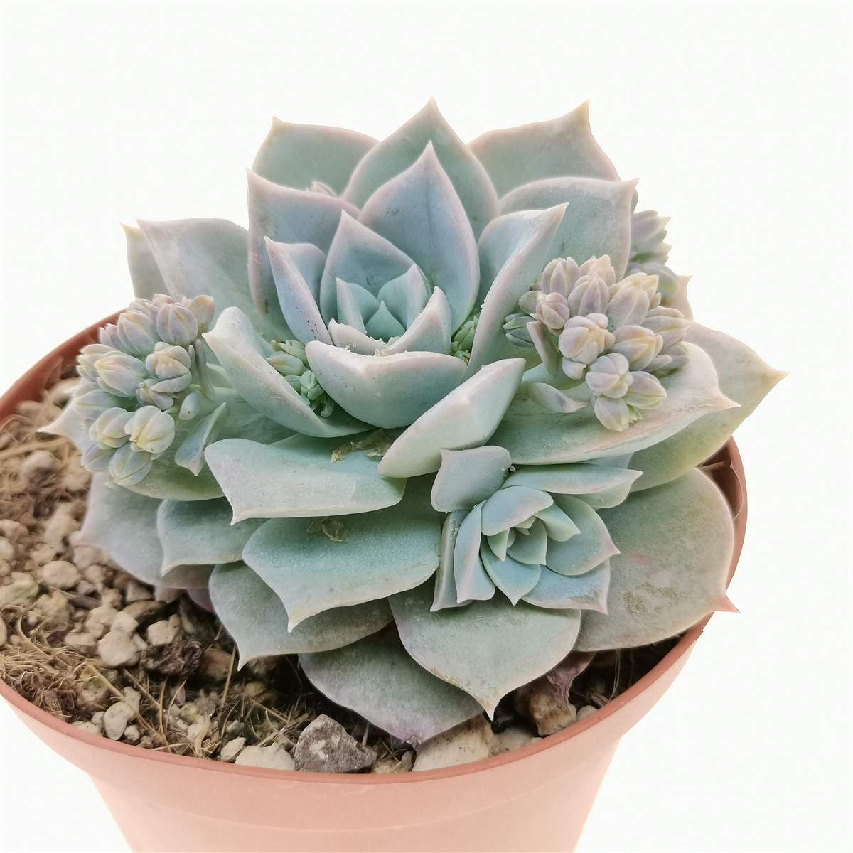 Sedum suaveolens